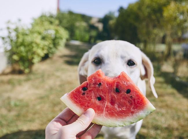 2 Lưu Ý Đáng Chú Ý Khi Cho Chó Ăn Dưa Hấu