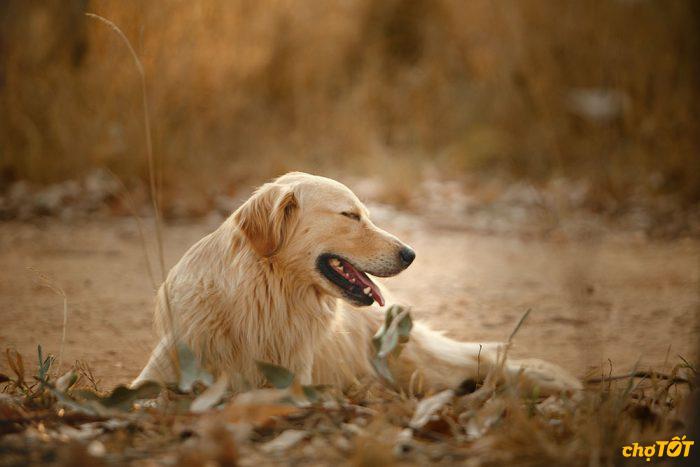 Mua Bán Chó Golden Retriever Con Thông Minh, Chó Đẹp Giá Rẻ