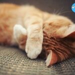 【bật mí】 - loài mèo sợ gì và mèo sợ mùi gì nhất?