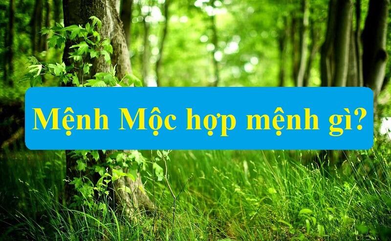 Mệnh dương liễu mộc là gì? Sinh năm bao nhiêu? Hợp màu gì?