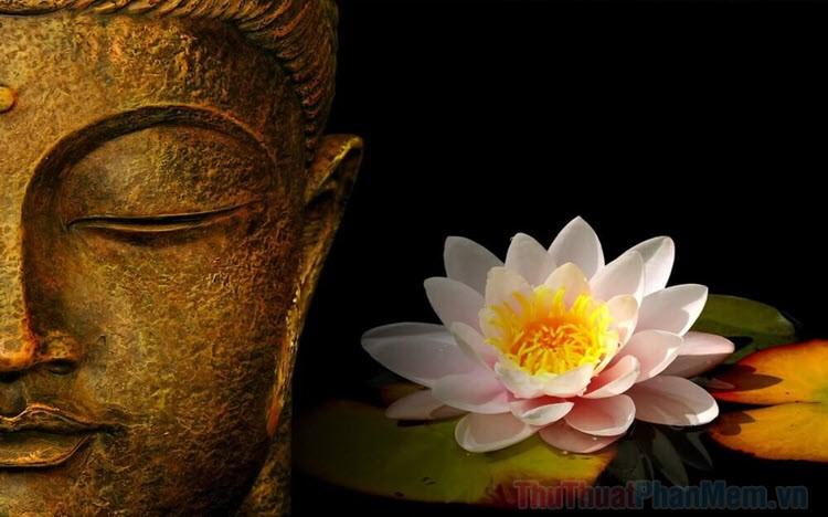 Hình ảnh tuyệt vời về hoa Sen trong Phật Giáo